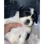🐶 Shitzu maschio di 8 settimane (cucciolo) in vendita a Messina (ME) e in tutta Italia da privato