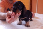 Cuccioli di Bassotto Tedesco a pelo duro nano e Kaninchen - Foto n. 2