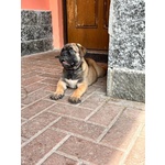 Cuccioli di Bullmastiff - Foto n. 2