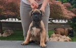 Cuccioli di Bullmastiff - Foto n. 3