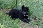 Cucciolo Pastore del Lagorai - Foto n. 1