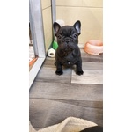 🐶 Bouledogue femmina di 1 anno in vendita a Cornedo Vicentino (VI) da privato