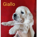 Cuccioli Golden Retriever Linea Inglese Pedigree Enci