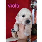 Cuccioli Golden Retriever Linea Inglese Pedigree Enci - Foto n. 2