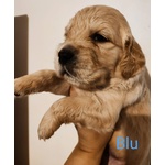 Cuccioli Golden Retriever Linea Inglese Pedigree Enci - Foto n. 3