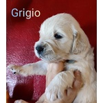 Cuccioli Golden Retriever Linea Inglese Pedigree Enci - Foto n. 4