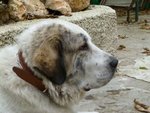 🐶 Pastore Australiano maschio di 14 anni e 6 mesi in adozione a Pozzuoli (NA) e in tutta Italia da privato