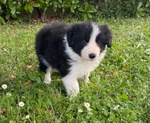 🐶 Border Collie di 7 settimane (cucciolo) in vendita a Prato (PO) e in tutta Italia da privato