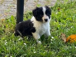 Cuccioli di Border Collie - Foto n. 2