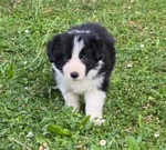 Cuccioli di Border Collie - Foto n. 3