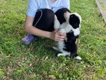 Cuccioli di Border Collie - Foto n. 5