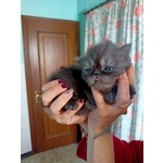 Exotic Shorthair -persiani