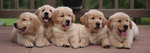 Golden Retriever Cuccioli alta Genealogia