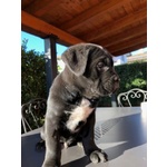 Cuccioli di cane Corso con Pedigree - Foto n. 3