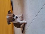 🐶 Chihuahua maschio di 6 settimane (cucciolo) in vendita a Giugliano in Campania (NA) e in tutta Italia da privato