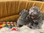 🐱 Scottish Fold in vendita a San Benedetto del Tronto (AP) da privato