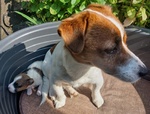 🐶 Jack Russel maschio di 1 anno in vendita a Capiago Intimiano (CO) e in tutta Italia da privato