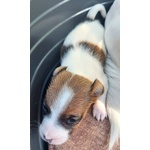 Cucciolo jack Russell - Foto n. 2