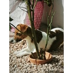 Cucciolo jack Russell - Foto n. 7