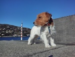 Cucciolo jack Russell - Foto n. 10