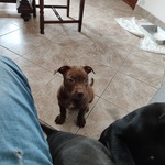 🐶 Pitbull femmina di 1 anno e 1 mese in vendita a Savona (SV) e in tutta Italia da privato