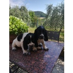 🐶 Springer Spaniel di 11 mesi in vendita a Narni (TR) e in tutta Italia da privato