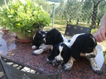 Springer Spaniel Inglese - Foto n. 3