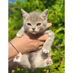 🐱 Scottish Fold di 11 mesi in vendita a Carrara (MS) e in tutta Italia da privato