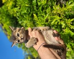 Scottish Straight Shorthair - Foto n. 3