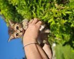 Scottish Straight Shorthair - Foto n. 4