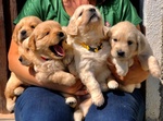 Cuccioli Golden Retriever Linea Inglese Pedigree Enci