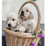 Cuccioli Golden Retriever Linea Inglese Pedigree Enci - Foto n. 3