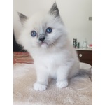 Cucciola Ragdoll con Pedigree