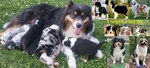 🐶 Australian Shepherd di 7 settimane (cucciolo) in vendita a Città di Castello (PG) e in tutta Italia da privato