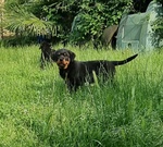 🐶 Rottweiler maschio di 10 mesi in vendita a Masserano (BI) da privato