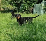 Cucciolo Rottweiler Maschio - Foto n. 1