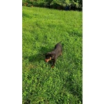 Cucciolo Rottweiler Maschio - Foto n. 3