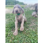 Cucciolo di Weimaraner - Foto n. 2