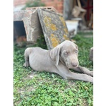 🐶 Weimaraner maschio di 1 anno in vendita a Imola (BO) e in tutta Italia da privato