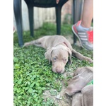 Cucciolo di Weimaraner - Foto n. 3