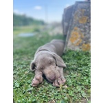 Cucciolo di Weimaraner - Foto n. 4