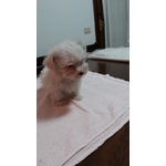 Bellissimo Cucciolo di Maltese Maschio - Foto n. 2