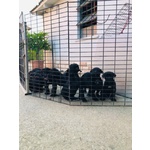Cuccioli di cane Corso con Pedigree - Foto n. 1