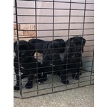 Cuccioli di cane Corso con Pedigree - Foto n. 2