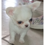 🐶 Chihuahua maschio di 5 mesi in vendita a Biella (BI) e in tutta Italia da privato