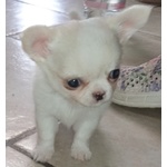 🐶 Chihuahua maschio di 1 anno e 1 mese in vendita a Biella (BI) e in tutta Italia da privato