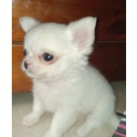 Cuccioli Chihuahua con Pedigree - Foto n. 2