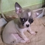 Cuccioli Chihuahua con Pedigree - Foto n. 3