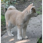 Cuccioli Akita - Foto n. 5