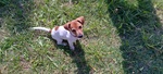 🐶 Jack Russel femmina di 1 anno e 2 mesi in vendita a Cavaglià (BI) e in tutta Italia da privato